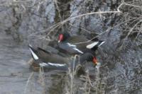 Gallinula chloropus