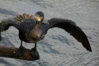 Phalacrocorax carbo