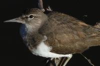 Actitis hypoleucos