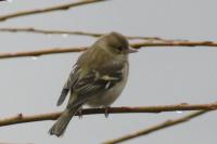 Fringilla coelebs