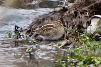 Gallinago gallinago