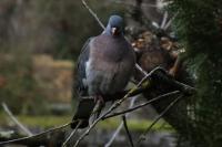 Columba palumbus