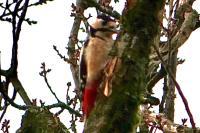 Dendrocopos major