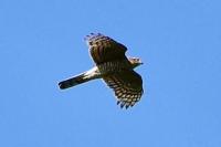 Accipiter gentilis