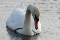 Cygnus olor