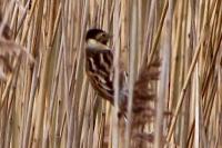 Emberiza schoeniclus