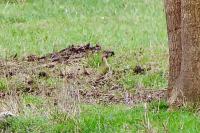 Picus viridis
