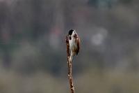 Emberiza schoeniclus