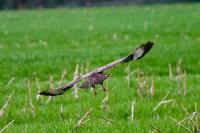 Buteo buteo