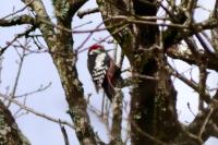 Dendrocopos medius