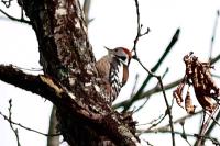 Dendrocopos medius