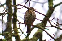 Turdus philomelos