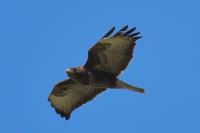 Buteo buteo