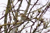 Phylloscopus collybita