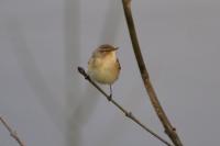 Phylloscopus collybita
