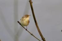 Phylloscopus collybita
