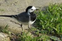 Motacilla alba