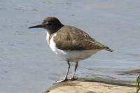 Actitis hypoleucos