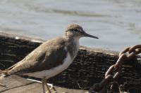 Actitis hypoleucos