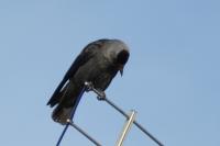 Corvus monedula