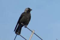 Corvus monedula