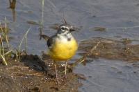 Motacilla cinerea