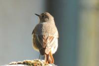 Phoenicurus ochruros