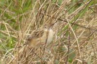 Cisticola juncidis