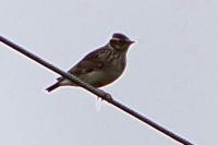 Lullula arborea