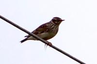 Lullula arborea