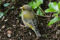 Chloris chloris