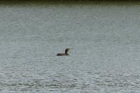 Phalacrocorax carbo