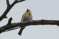 Cyanistes caeruleus