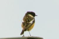 Saxicola rubicola