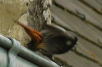 Phoenicurus ochruros