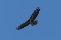 Buteo buteo