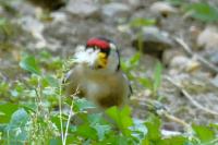 Carduelis carduelis