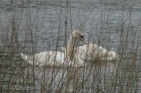 Cygnus olor