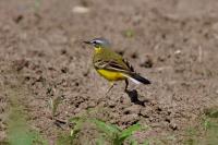 Motacilla flava