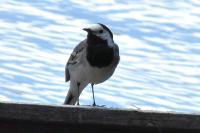 Motacilla alba