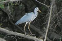 Ardea cinerea