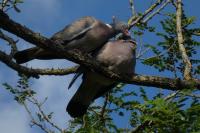 Columba palumbus