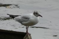 Chroicocephalus ridibundus