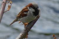 Passer domesticus