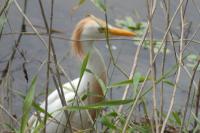 Bubulcus ibis