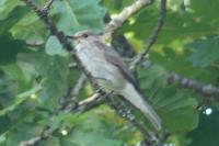 Muscicapa striata