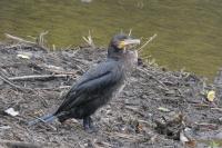 Phalacrocorax carbo
