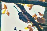 Dendrocopos major