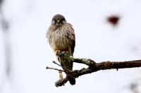 Falco tinnunculus