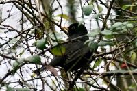 Turdus merula
